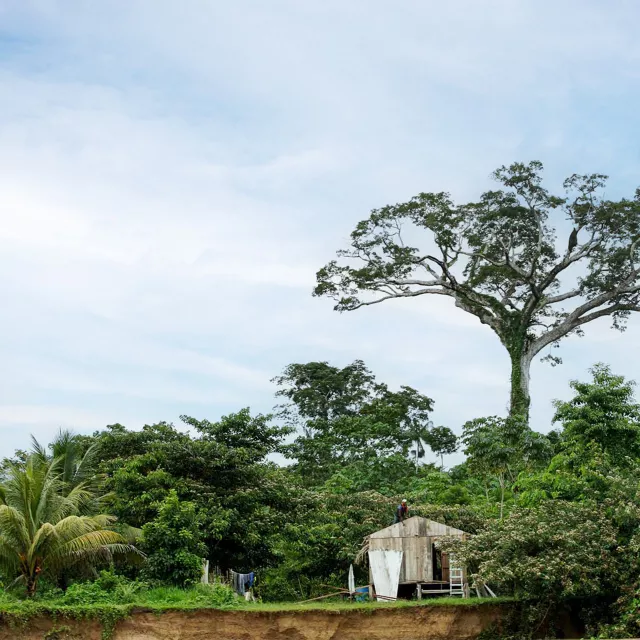 amazon forest